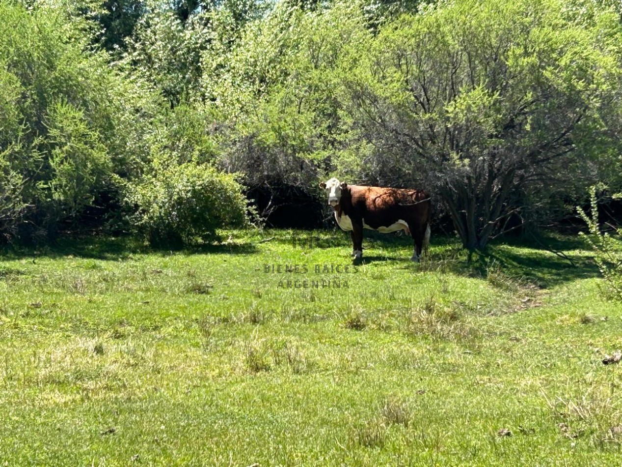 Sociedad Anonima en venta con importantes Estancias en Neuquen - Patagonia Argentina
