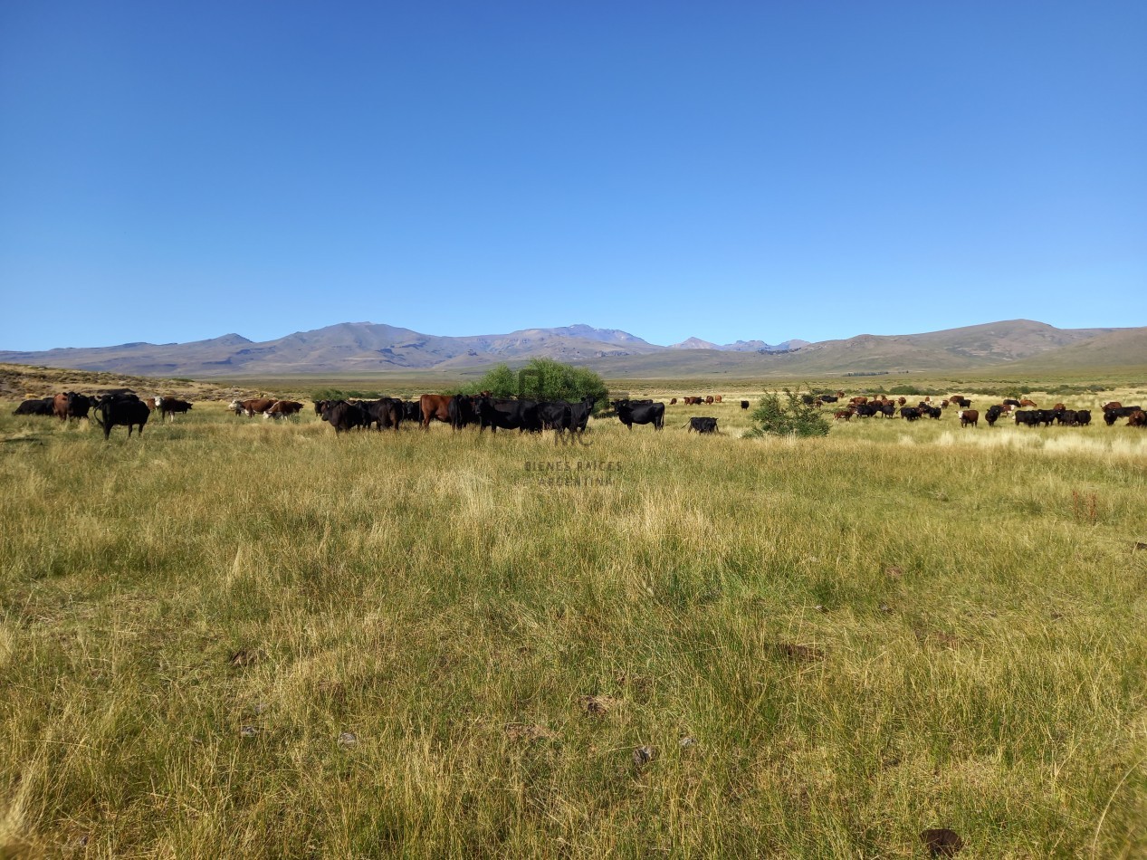 12.000 hectareas mixtas Neuquen, Argentina
